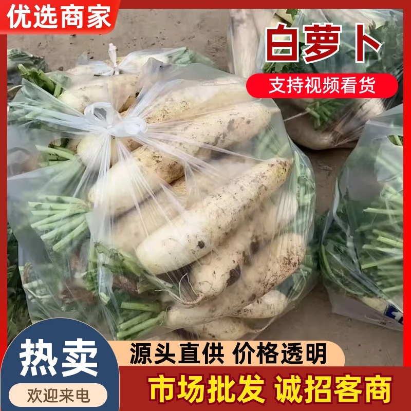 白萝卜/山东产区白萝卜/产区直发/当天发车