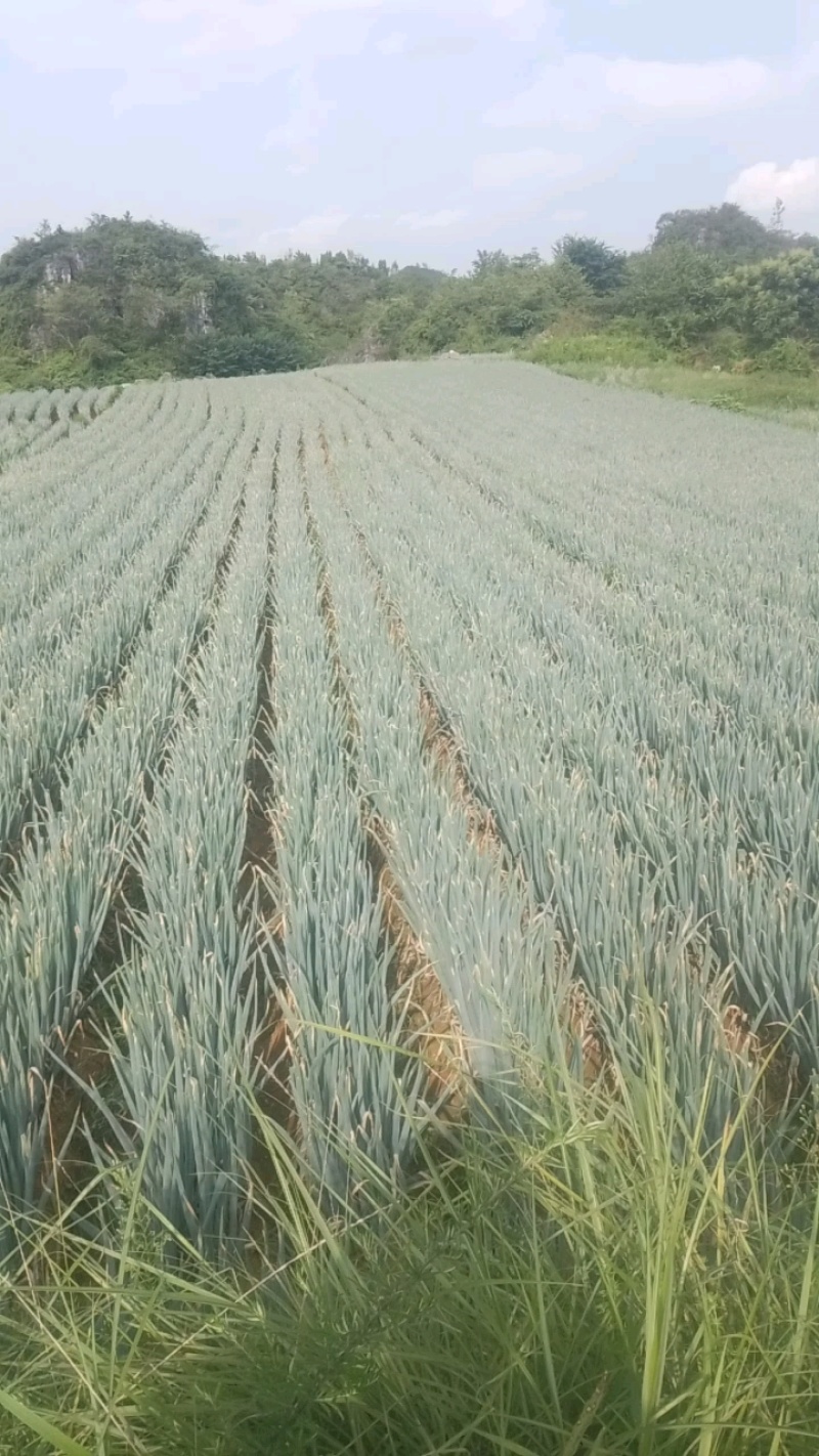 贵州铁杆大葱吃味好耐运输价格杆杆的实惠