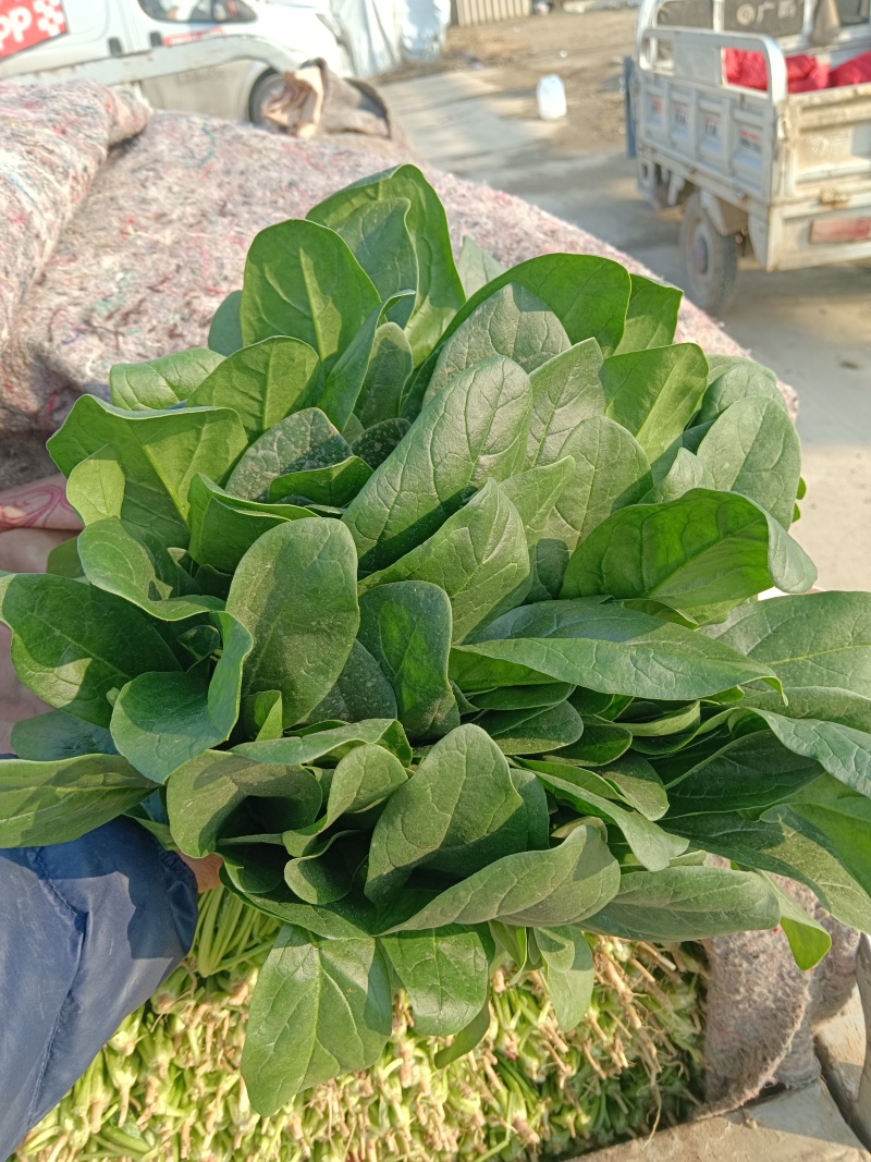 邢台大叶菠菜批发市场千亩基地