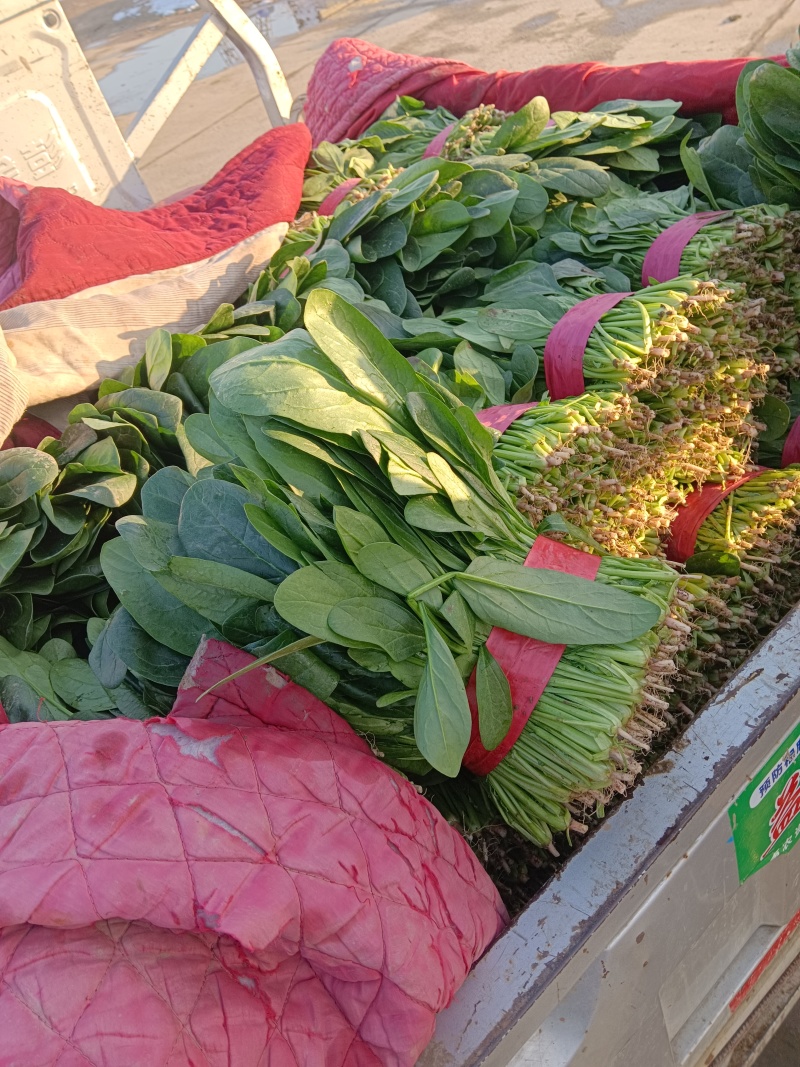 邢台大叶菠菜批发市场千亩基地
