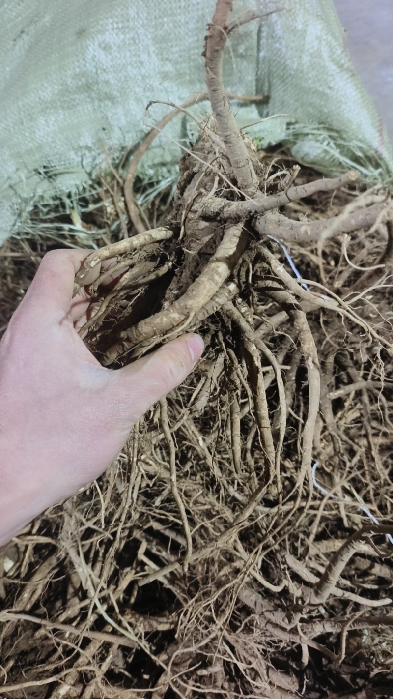 现挖新鲜当归