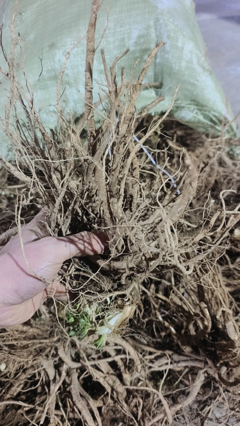 现挖新鲜当归