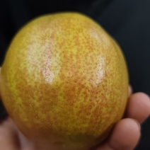 玉露香梨