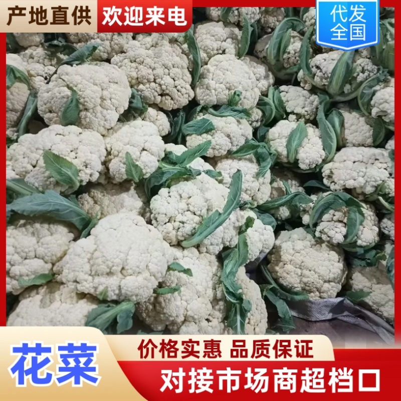 青梗菜花/花菜/产区直发/大量有货/欢迎选购