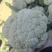 青梗菜花/花菜/产区直发/大量有货/欢迎选购