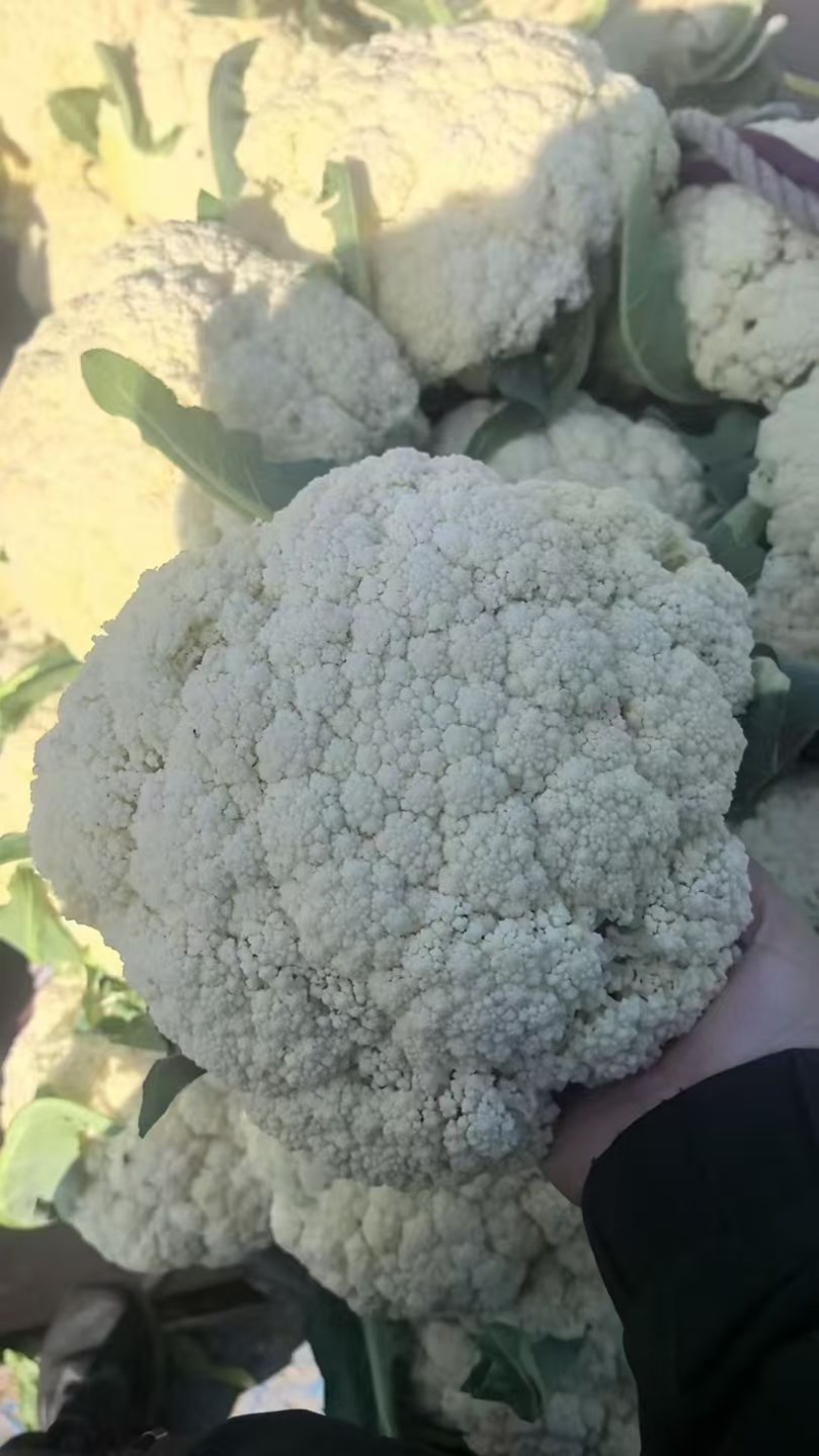 青梗菜花/花菜/产区直发/大量有货/欢迎选购