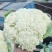 青梗菜花/花菜/产区直发/大量有货/欢迎选购