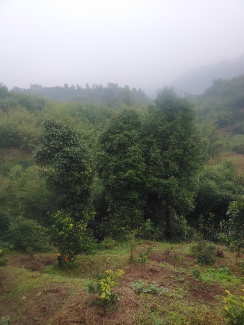 退林还耕处理老鹰茶树