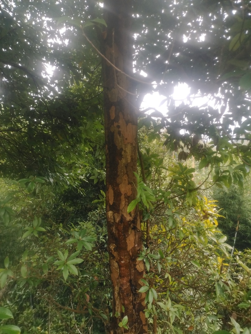 退林还耕处理老鹰茶树