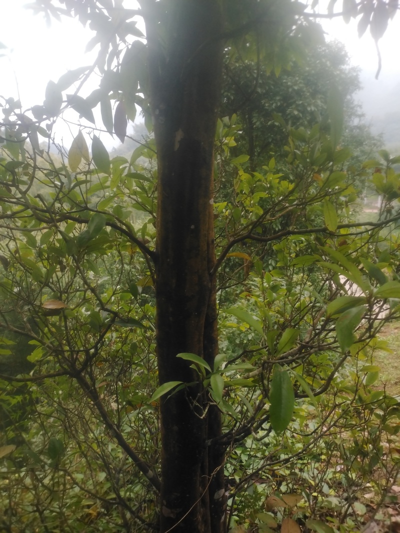 退林还耕处理老鹰茶树