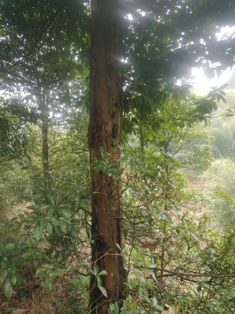 退林还耕处理老鹰茶树