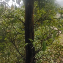 退林还耕处理老鹰茶树