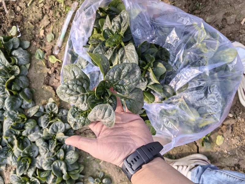 精品趴地菠菜