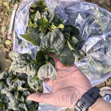 精品趴地菠菜