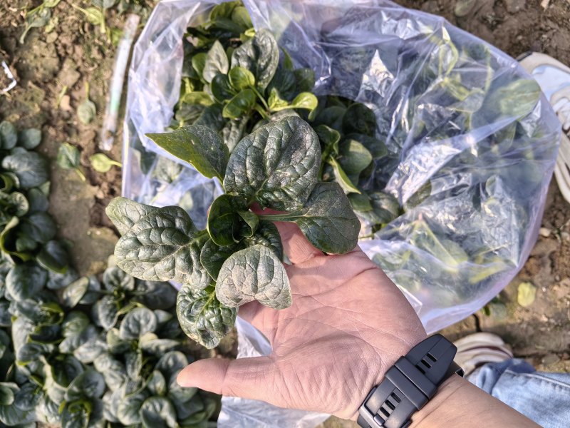 精品趴地菠菜