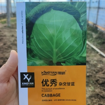 邢研优秀杂交甘蓝种子早熟结球包菜卷心菜种籽抗病耐贮运高产