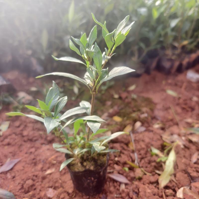 小叶栀子花