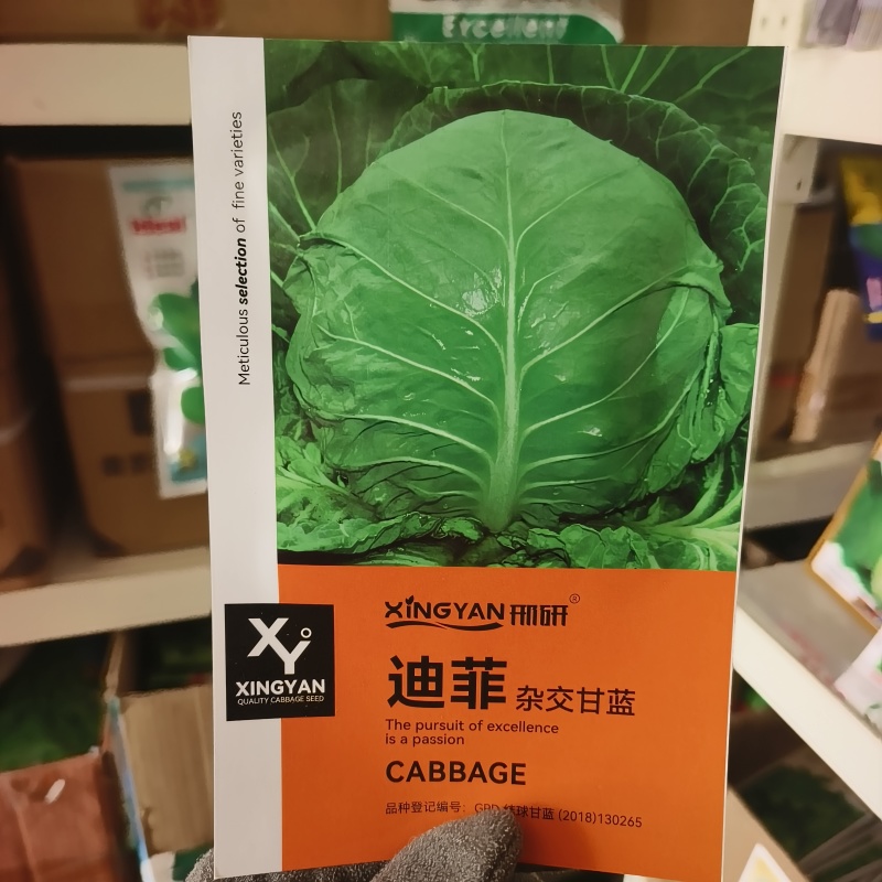 邢研优秀杂交甘蓝种子早熟结球包菜卷心菜种籽抗病耐贮运高产