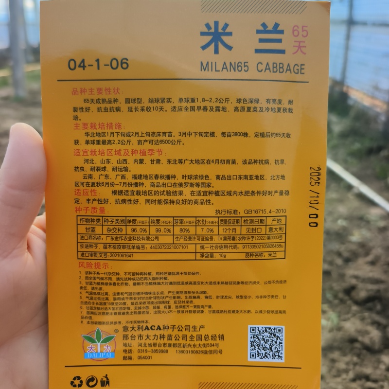 邢研优秀杂交甘蓝种子早熟结球包菜卷心菜种籽抗病耐贮运高产
