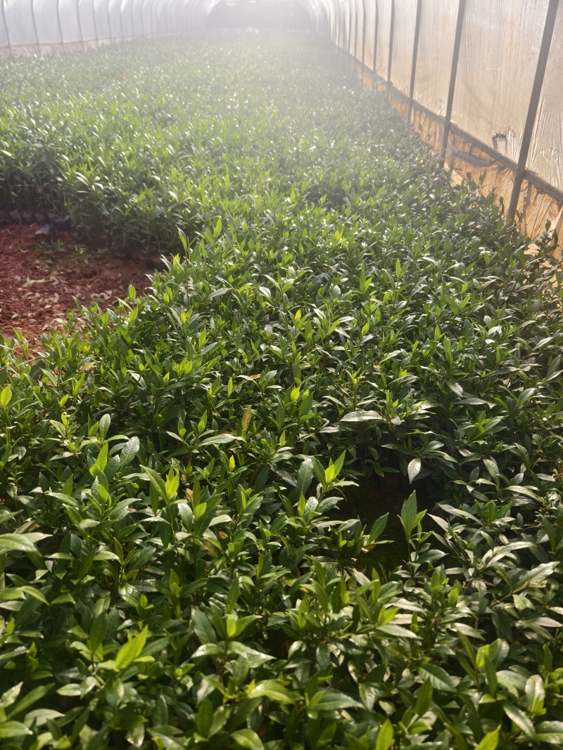 小叶栀子花
