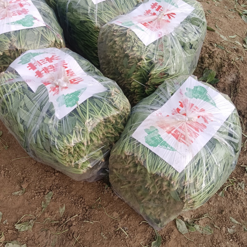 波菜大掉价散头波菜大量有货支持全国电商市场菠菜大量上市中