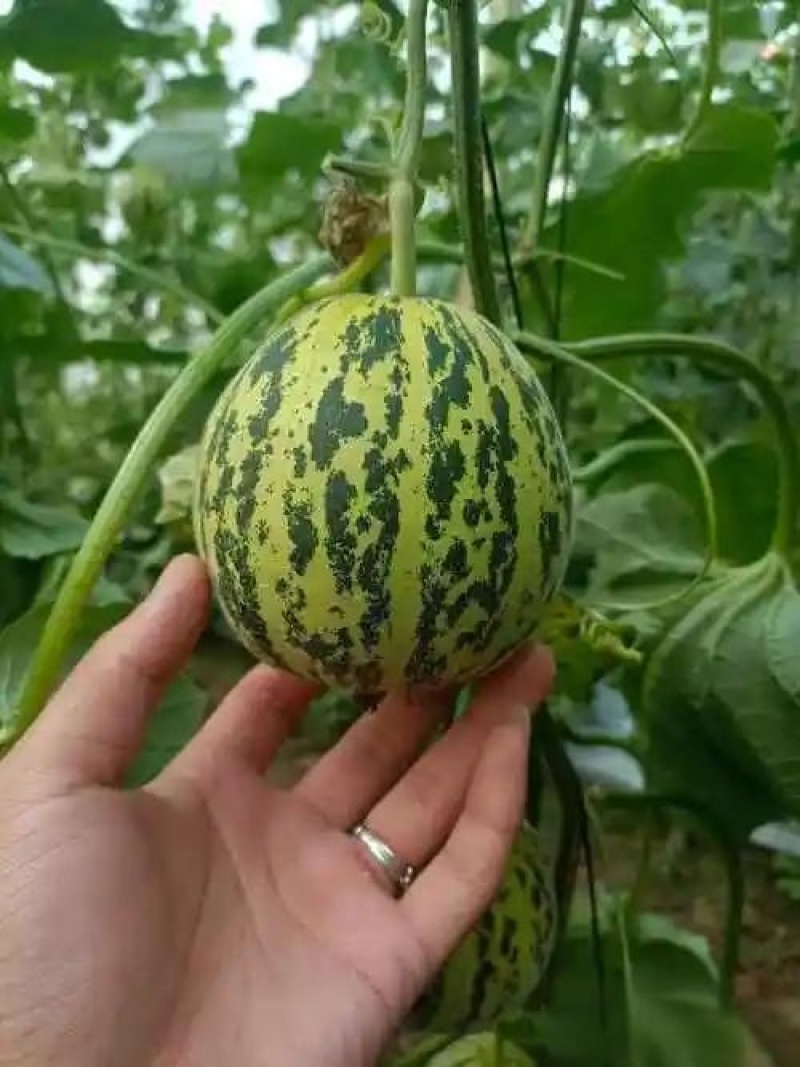 花美人甜瓜