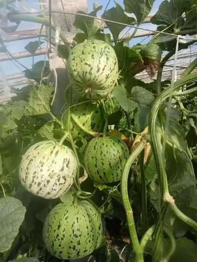 花美人甜瓜