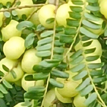 精品油柑果