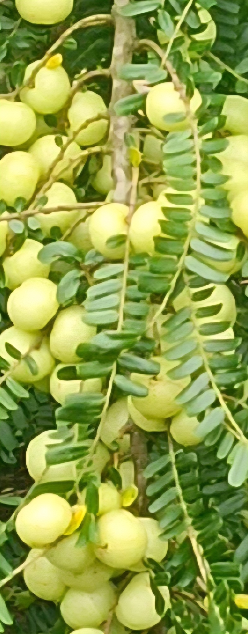 精品油柑果