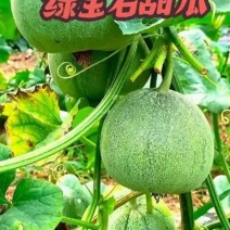 山东聊城产地直发，绿宝石甜瓜，软糯香甜！