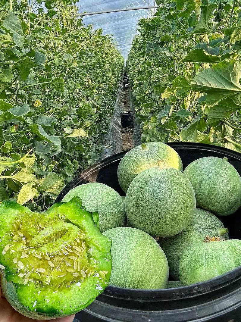 山东聊城产地直发，绿宝石甜瓜，软糯香甜！