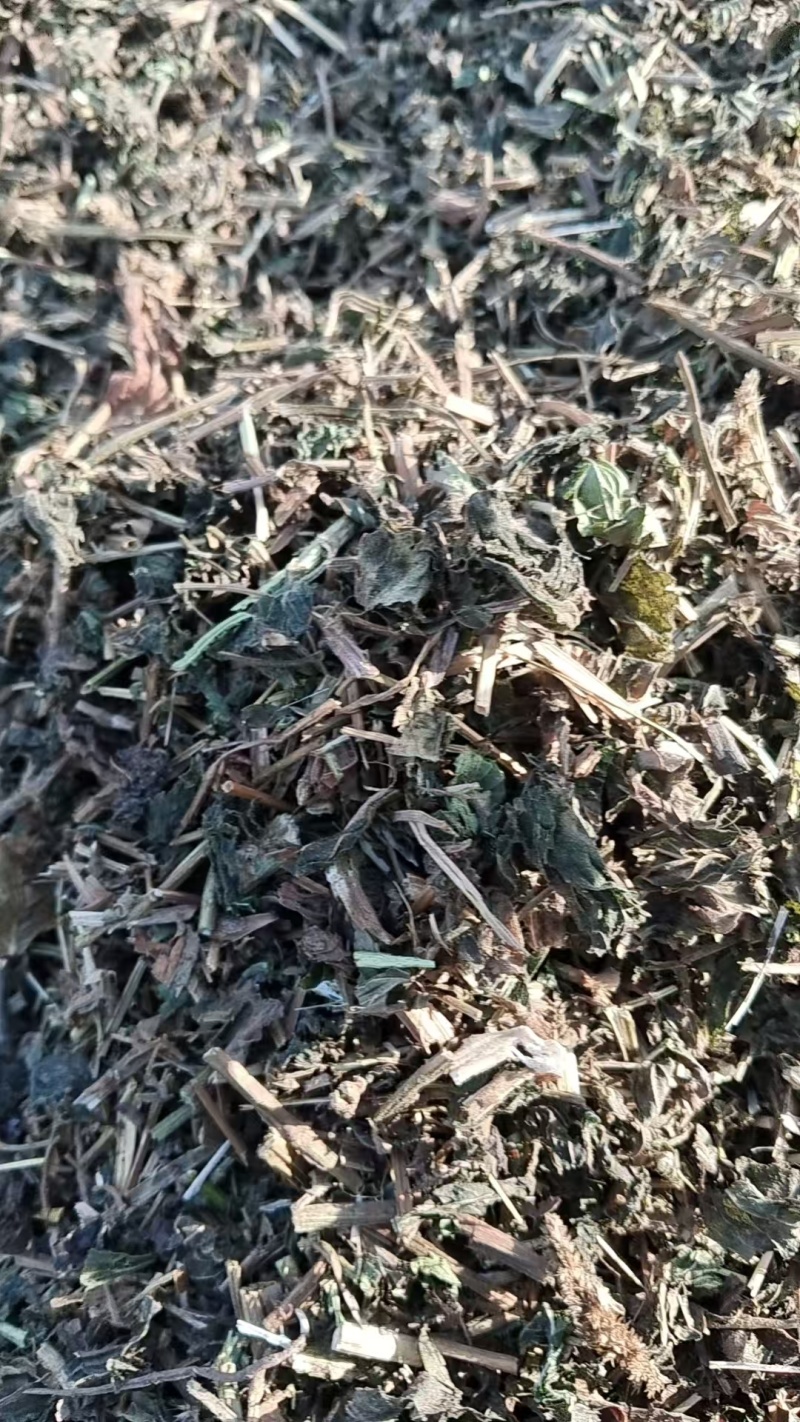 通货薄荷切段儿，装好袋子，