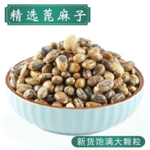 蓖麻子蓖麻仁蓖麻籽蓖麻中药材保证正品