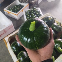 精品南瓜大量上市，嘉兴原产地直供，个型非常好，光泽亮度好