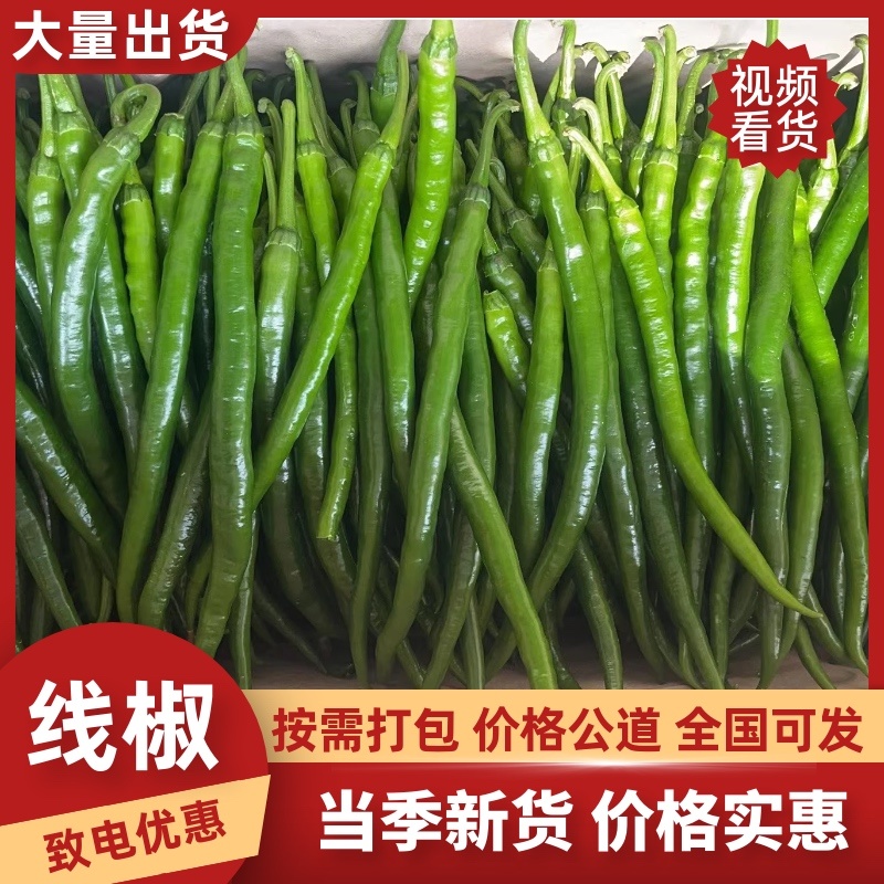 【推荐】线椒、3号线、鲜辣椒、蔬菜、茄果、8号线