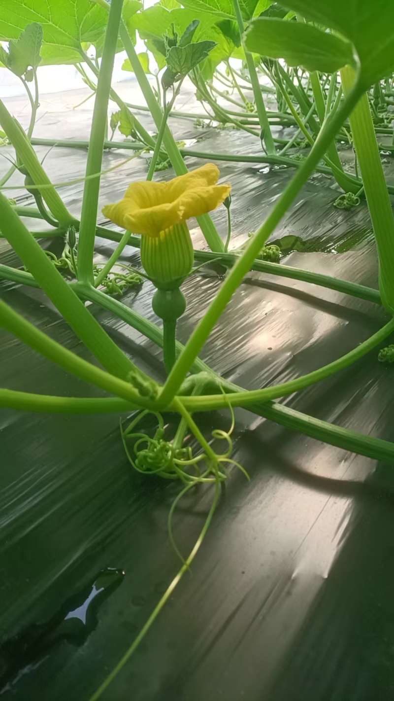精品南瓜大量上市，嘉兴原产地直供，个型非常好，光泽亮度好