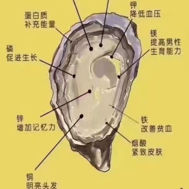 当季潮汕本地本港大白蚝、脆蚝肉，现开现发，火锅必备