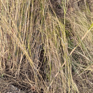类芦草苗、石珍茅苗、望冬草苗、篱笆苗、石芒草苗