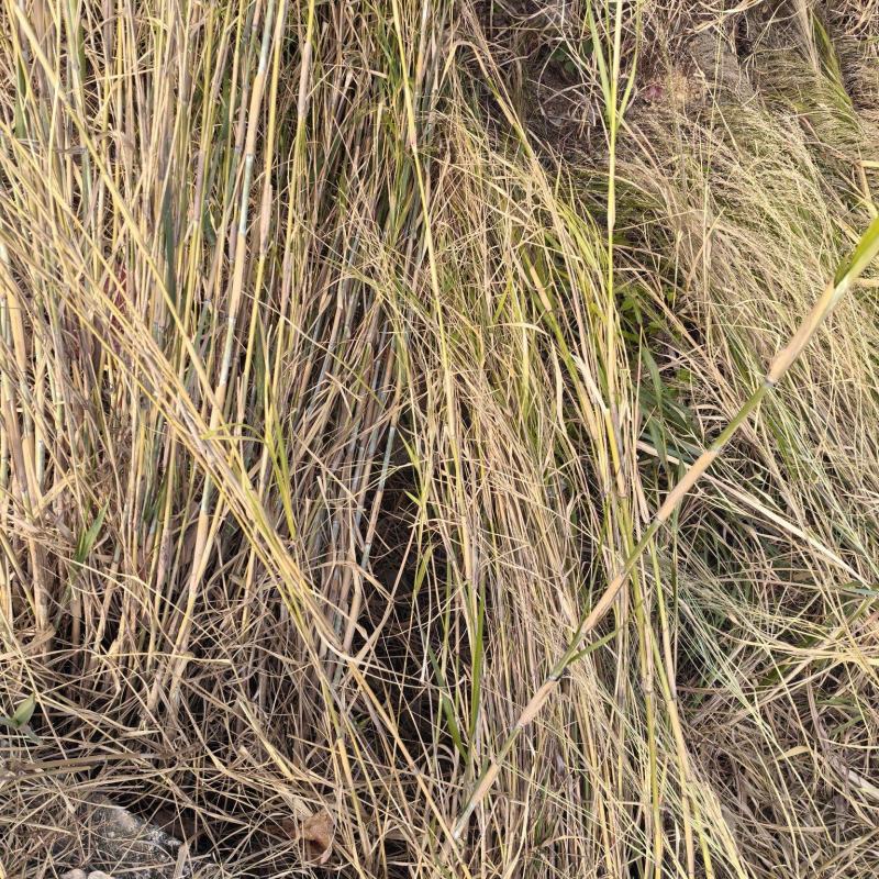 类芦草苗、石珍茅苗、望冬草苗、篱笆苗、石芒草苗