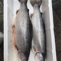 青海省龙羊峡冰鲜三文鱼