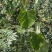 松筋藤苗、宽筋藤苗、青筋藤苗、伸筋藤苗、软筋藤苗无地根苗