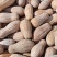 弥勒吊瓜装瓜现场
