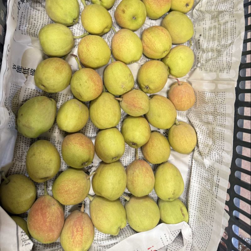 库尔勒香梨