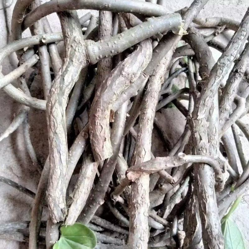 松筋藤切片宽筋藤切片青筋藤切片伸筋藤切片软筋藤切片
