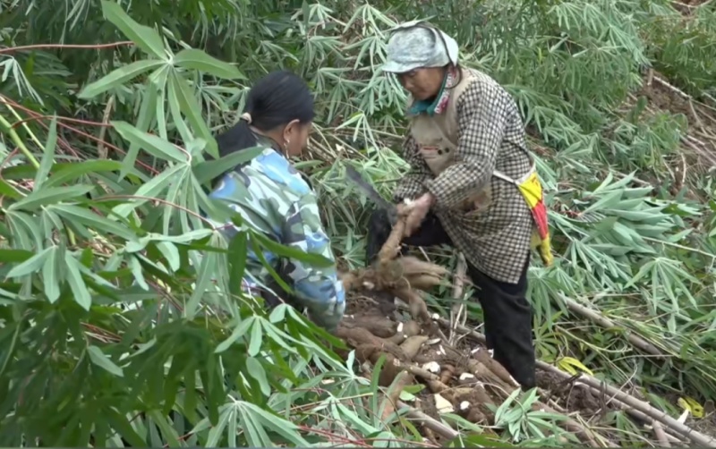 老品种白心木薯