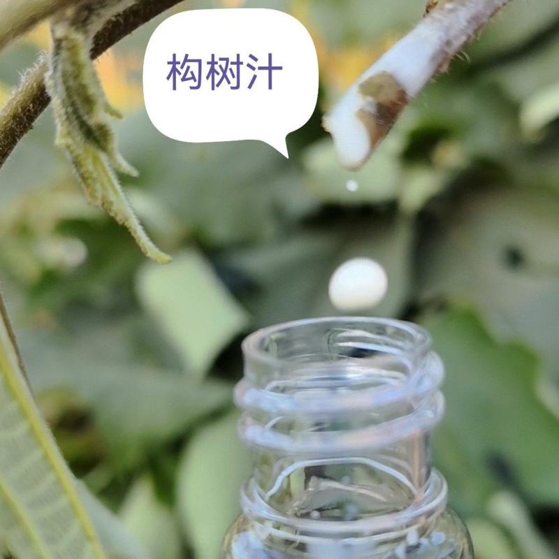 构树汁液、楮树汁液、楮桃汁液、构桃树汁液、构乳树汁液