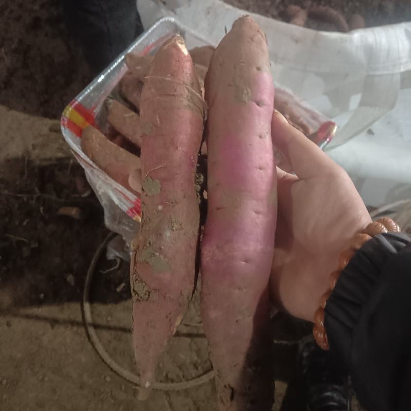 商薯19产地直供，电商货市场货有需要的可以联系