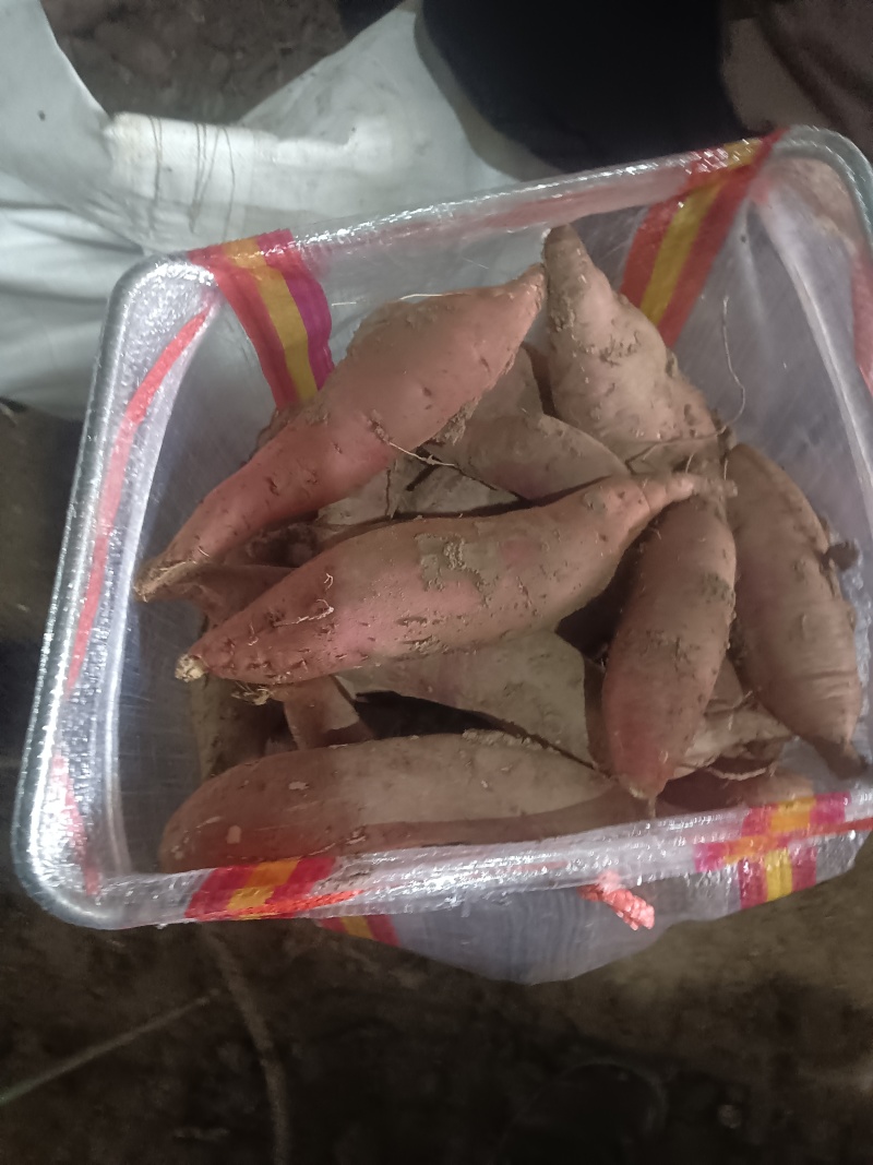商薯19产地直供，电商货市场货有需要的可以联系