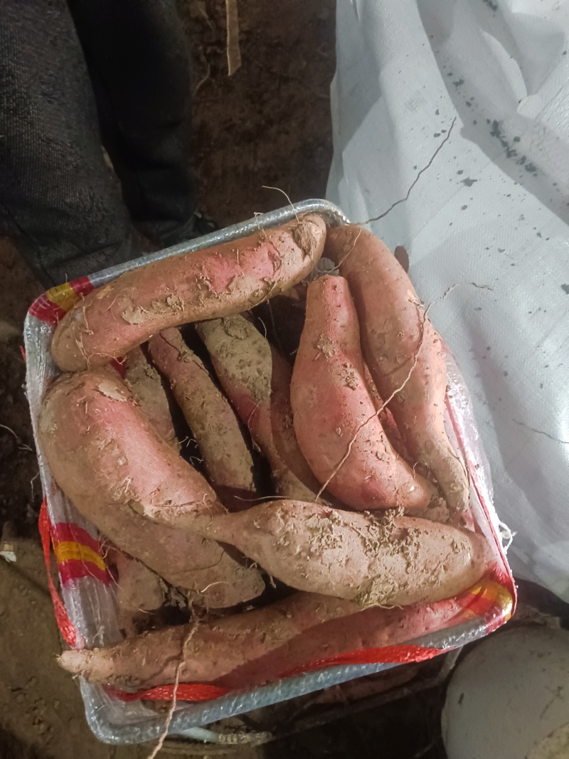 商薯19产地直供，电商货市场货有需要的可以联系
