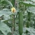 春润油亮丝瓜油靓5号丝瓜种子早熟短棒油亮香丝瓜种子高产瓜